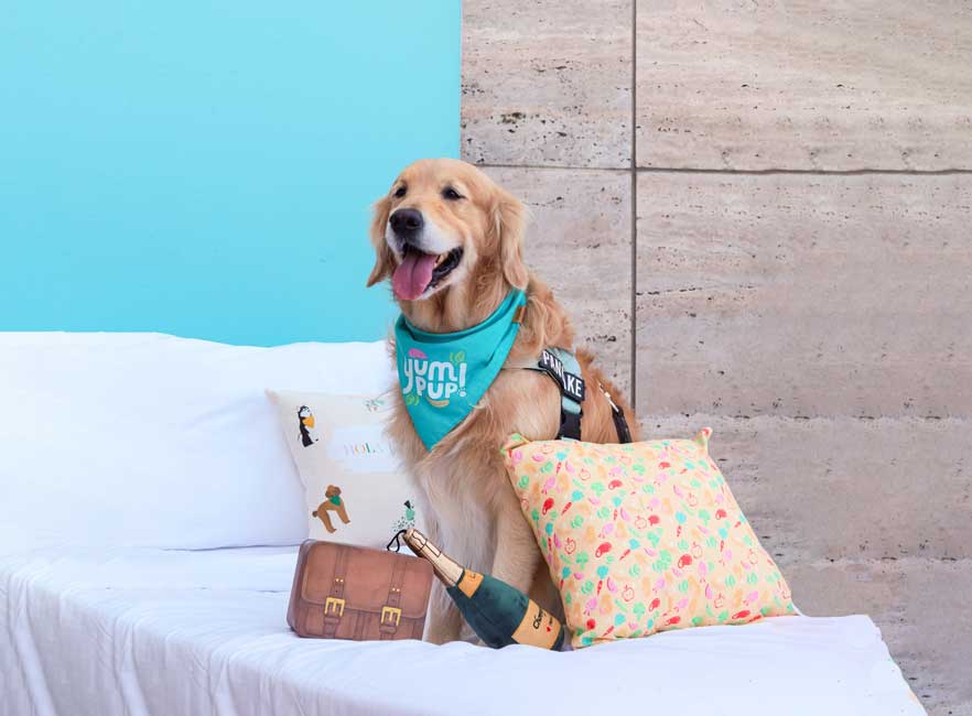 What makes a hotel pet friendly or not