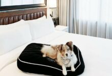 What are the top-rated pet-friendly hotels in major cities