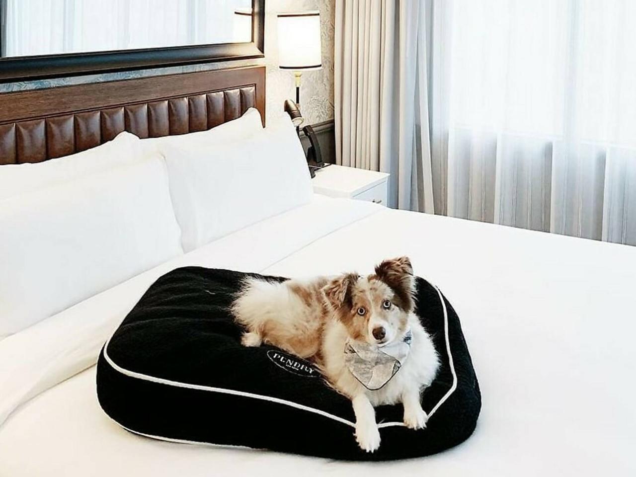 What are the top-rated pet-friendly hotels in major cities
